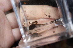 Lithobates catesbeianus