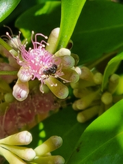 Tetragonula carbonaria