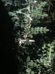 Thamnophis proximus orarius