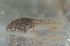 Lithobates catesbeianus