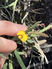 Bossiaea ensata