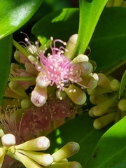 Tetragonula carbonaria
