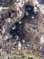 Tetragonula carbonaria