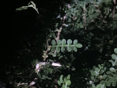 Thamnophis proximus orarius