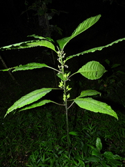 Solanum anceps