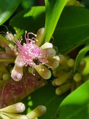 Tetragonula carbonaria