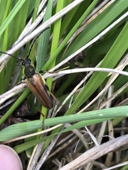 Lepturobosca nigrolineata