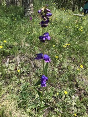 Penstemon strictus