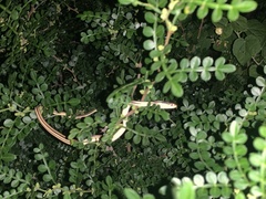 Thamnophis proximus orarius