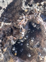 Tetragonula carbonaria