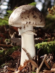 Amanita porphyria