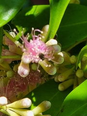 Tetragonula carbonaria