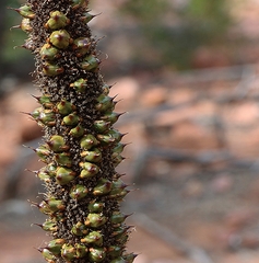 Xanthorrhoea quadrangulata