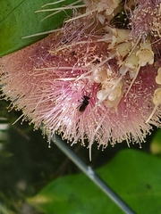 Tetragonula carbonaria