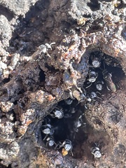 Tetragonula carbonaria