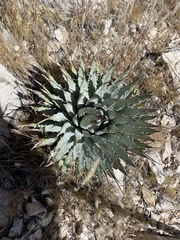 Agave utahensis