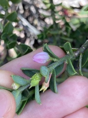 Philotheca buxifolia