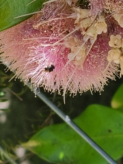 Tetragonula carbonaria