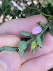 Philotheca buxifolia