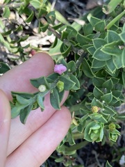 Philotheca buxifolia