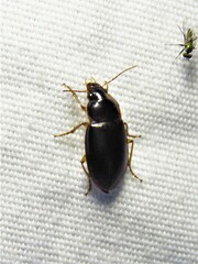 Notiobia terminata