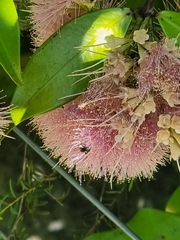 Tetragonula carbonaria