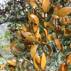 Dendrophthora avenia