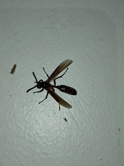 Apoica
