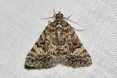 Dichromodes anelictis