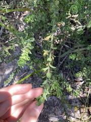 Philotheca buxifolia