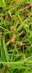 Dactyloctenium aegyptium