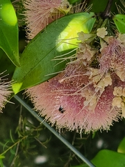 Tetragonula carbonaria