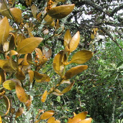 Dendrophthora avenia