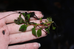 Ludwigia palustris