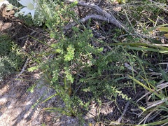 Philotheca buxifolia