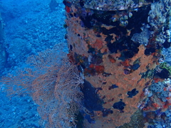 Melithaea ochracea
