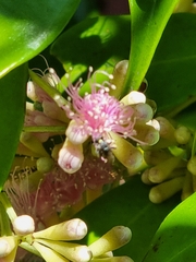 Tetragonula carbonaria