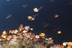 Lithobates catesbeianus