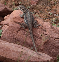 Ctenophorus modestus