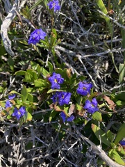 Dampiera stricta