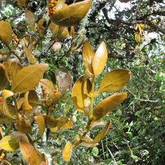 Dendrophthora avenia