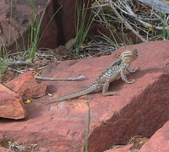 Ctenophorus modestus