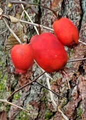 Crataegus macracantha