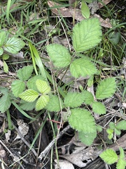 Rubus