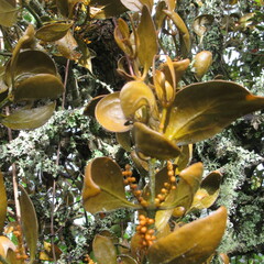 Dendrophthora avenia