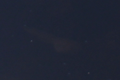 Lithobates catesbeianus