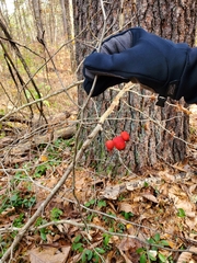 Crataegus macracantha