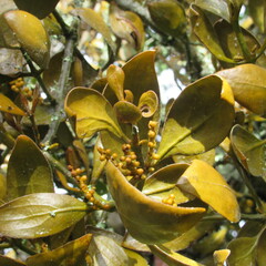 Dendrophthora avenia