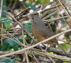 Colluricincla rufogaster