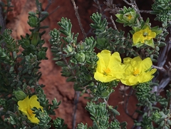 Hibbertia crinita